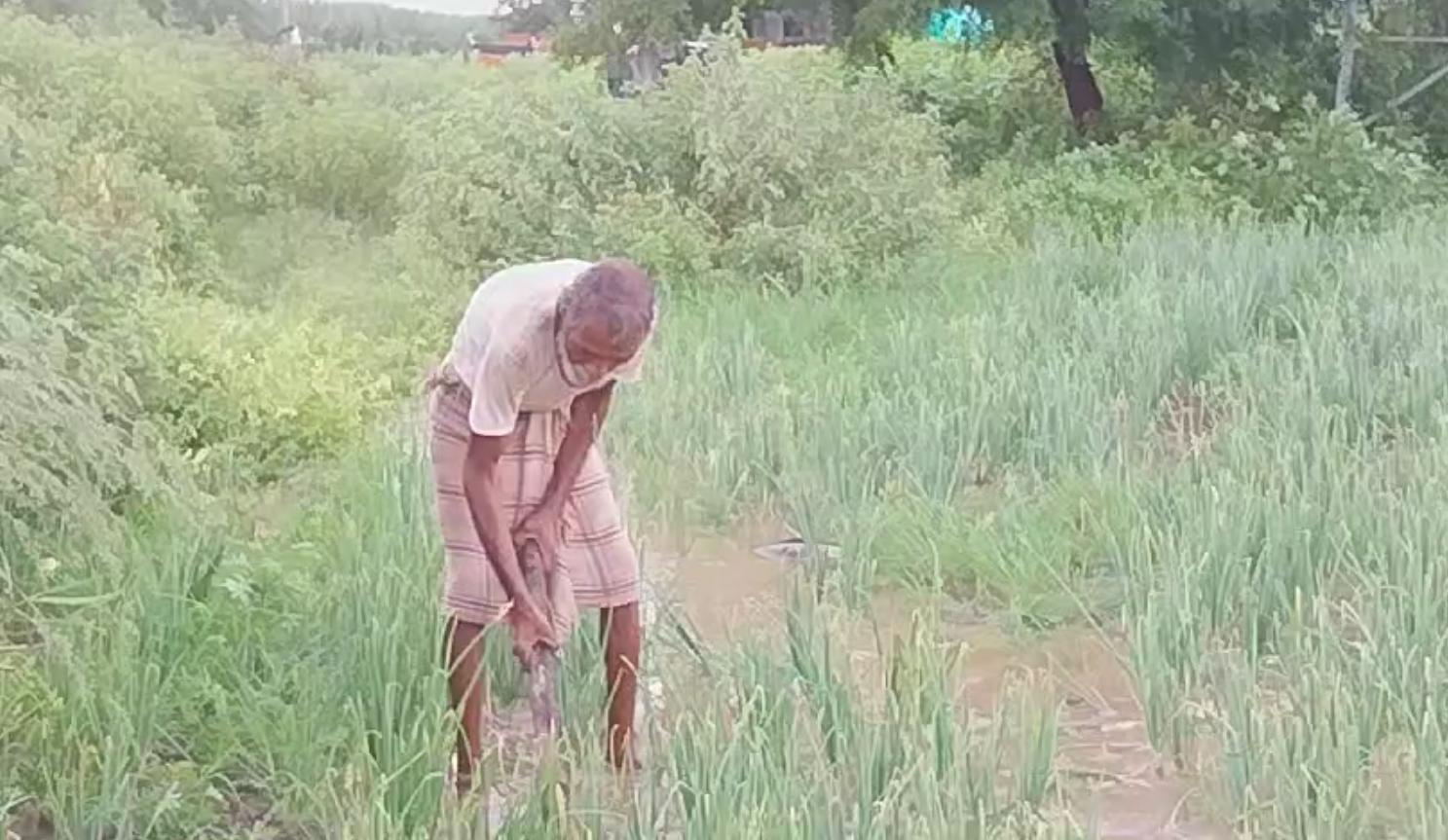 सोरेगाव नंदुर शिवरात पडलेल्या मुसळधार पावसामुळे शेतकऱ्यांचे मोठे नुकसान…